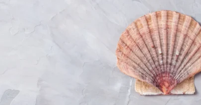 top-view-to-scallop-shell-2048x841